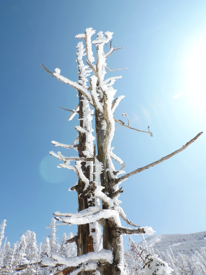 ピラタス蓼科スノーリゾート　樹氷