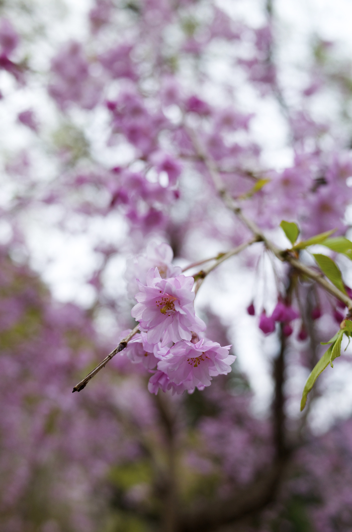 身延山久遠寺周辺の桜