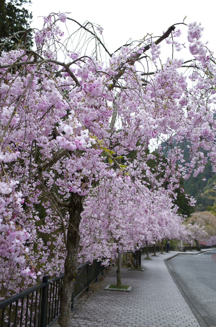 身延山久遠寺周辺の桜