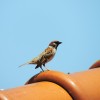 【ネオ一眼】Nikon COOLPIX P520で野鳥の撮影（自宅から）