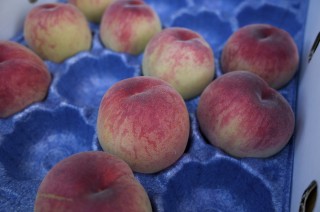 【山梨】桃の季節が来たよ！アレルギーで食べれない人はシャーベットにして食べるといいよ