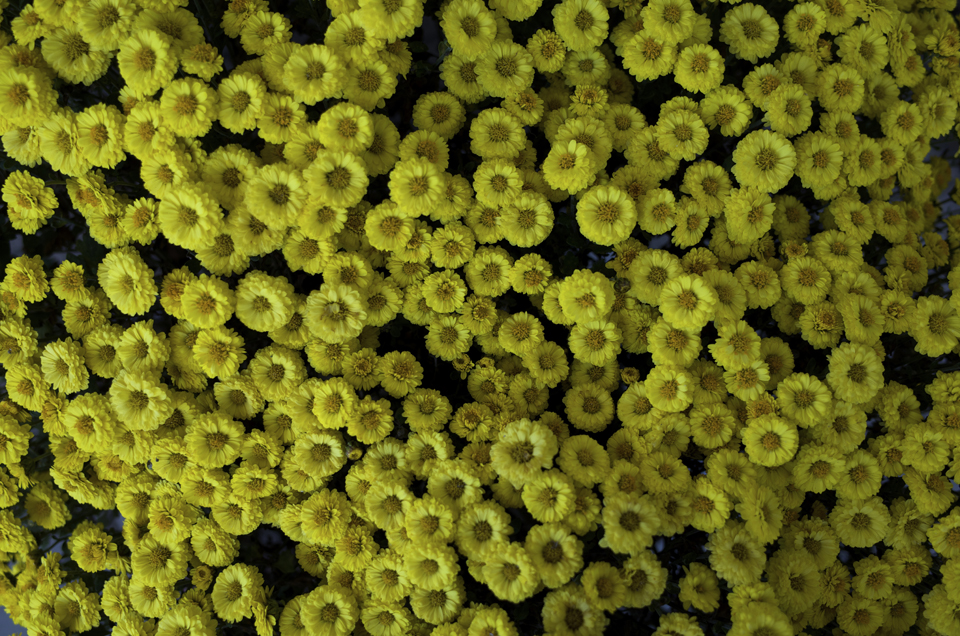 びっしりと埋め尽くされた黄色い花