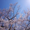 春は桜が咲いてたりとかするから、カメラ片手の散歩が楽しい