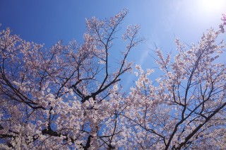 春は桜が咲いてたりとかするから、カメラ片手の散歩が楽しい