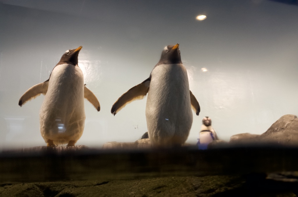 品川アクアパークのペンギン