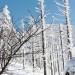 ピラタス蓼科スノーリゾート　北八ヶ岳ロープウェイで樹氷を見に行こう！